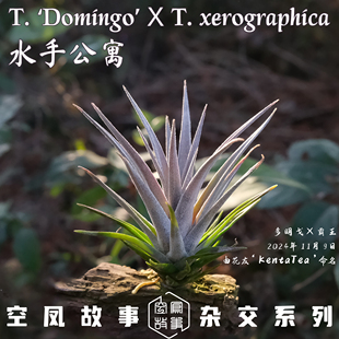 水手公寓｜多明戈 x 霸王 空凤故事自育实生杂交空气凤梨