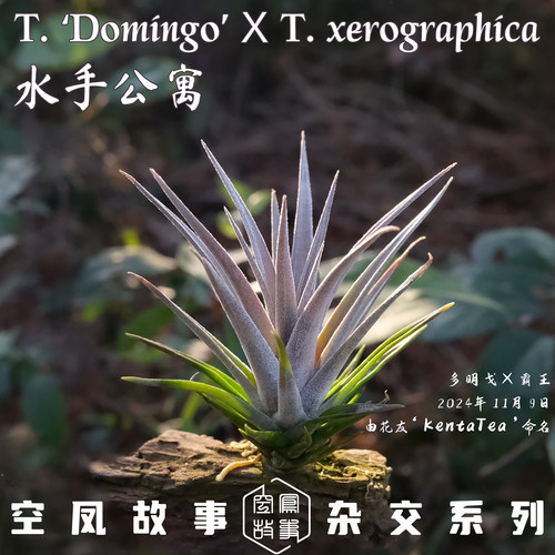 空气凤梨水手公寓｜多明戈 x 霸王 空凤故事自育实生杂交