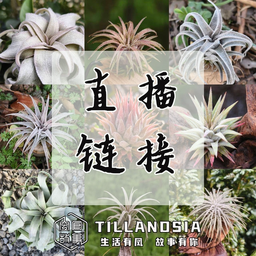 空凤故事直播12.24空气凤梨号