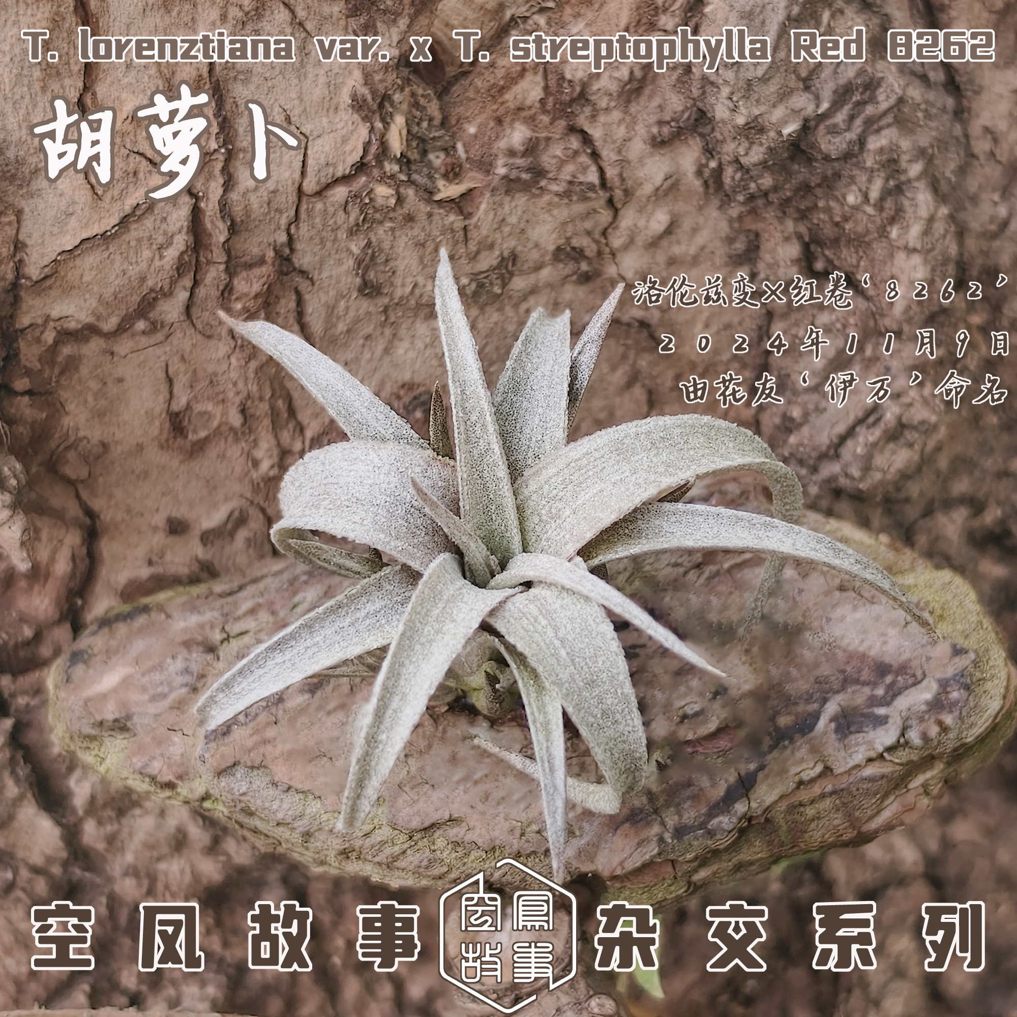 胡萝卜｜洛伦兹变 x红卷8262 空凤故事自育实生杂交空气凤梨,鲜花速递/花卉仿真/绿植园艺,空气凤梨/积水凤梨,淘宝优惠券,粉丝福利购,淘宝优惠卷