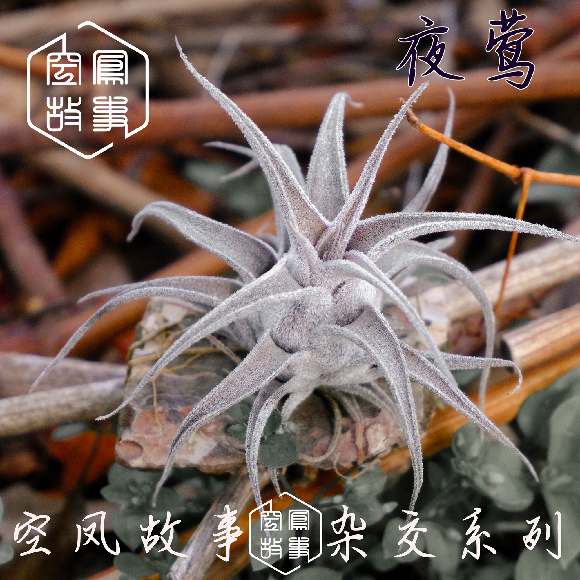 空气凤梨空凤故事杂交易发色