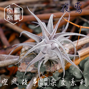 空气凤梨 夜莺｜BC X  犀牛角空凤故事自杂品种 室内绿植