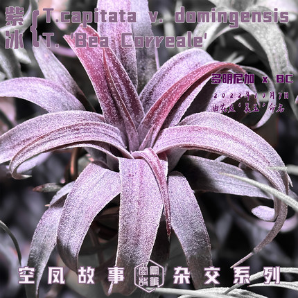 空气凤梨 紫冰｜多明尼加 x BC 空凤故事自杂品种 室内绿植