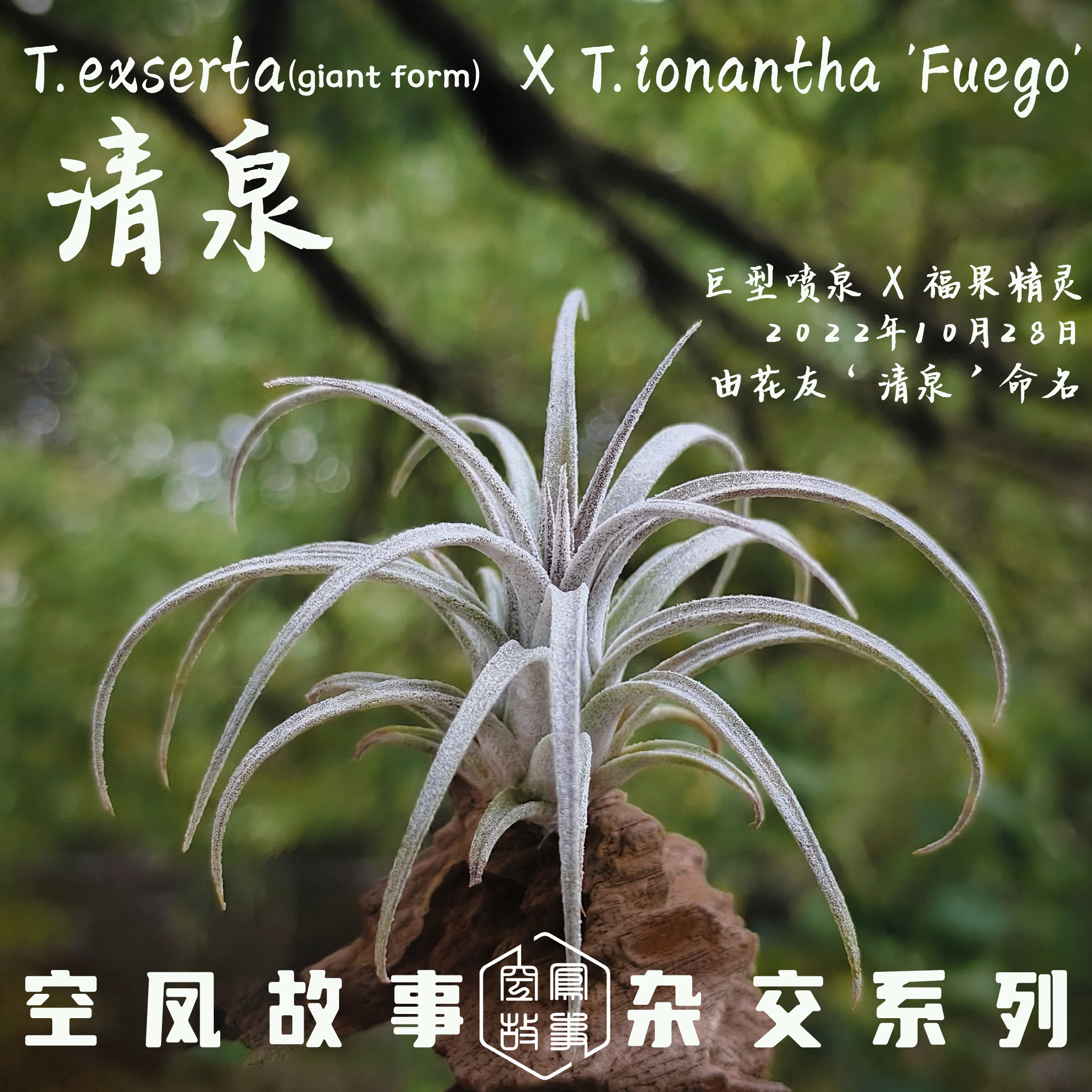 空气凤梨 清泉｜喷泉 x 福果精灵 空凤故事自杂品种 室内绿植