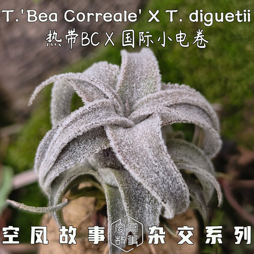 空凤故事热带BC×国际小电卷