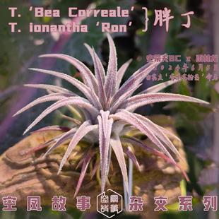 胖丁｜史蒂夫BC×雨林龙 空气凤梨 空凤故事自育实生杂交