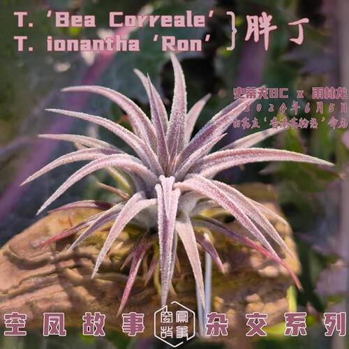 胖丁｜史蒂夫BC×雨林龙 空凤故事自育实生杂交空气凤梨