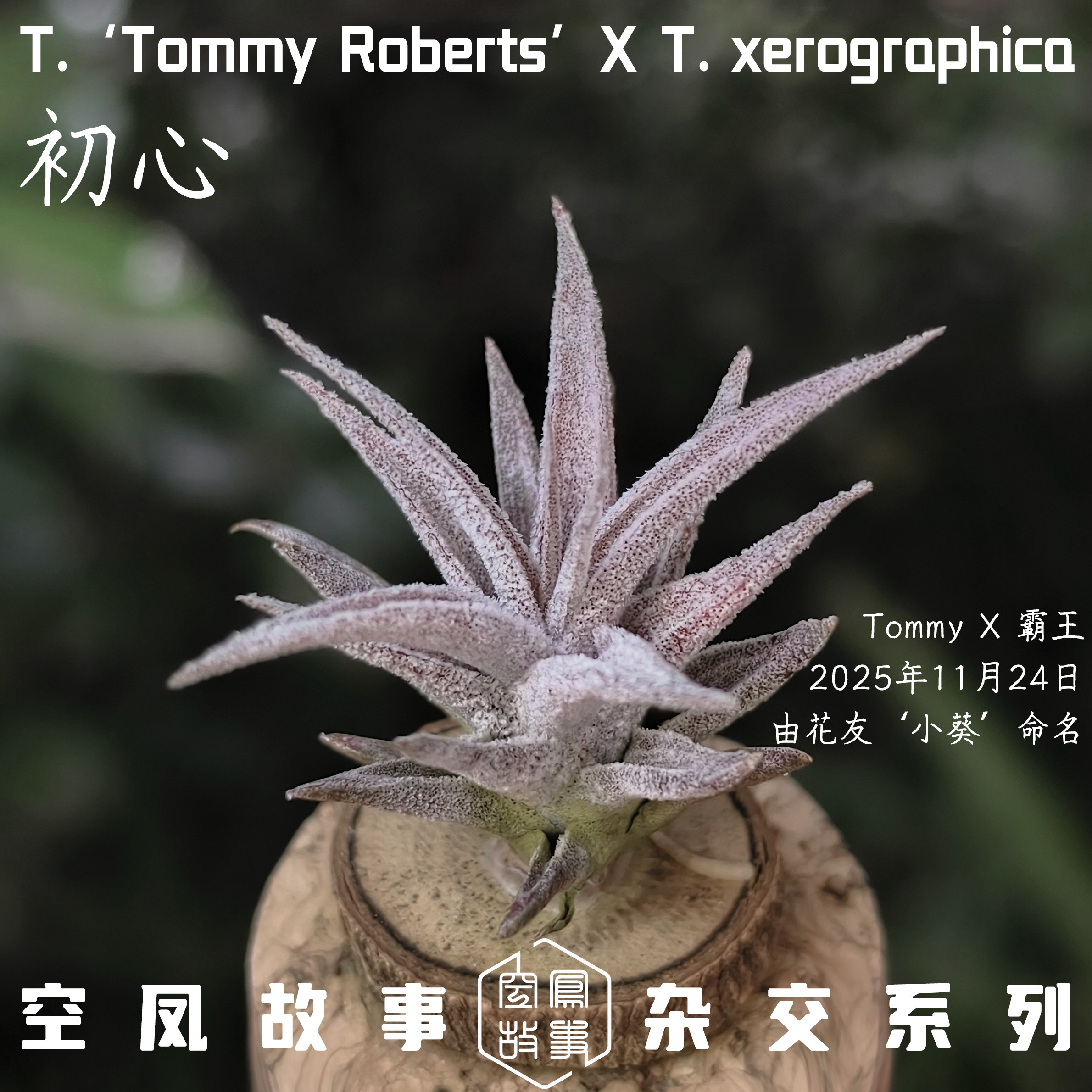 初心｜Tommy x 霸王 空凤故事自育实生杂交空气凤梨