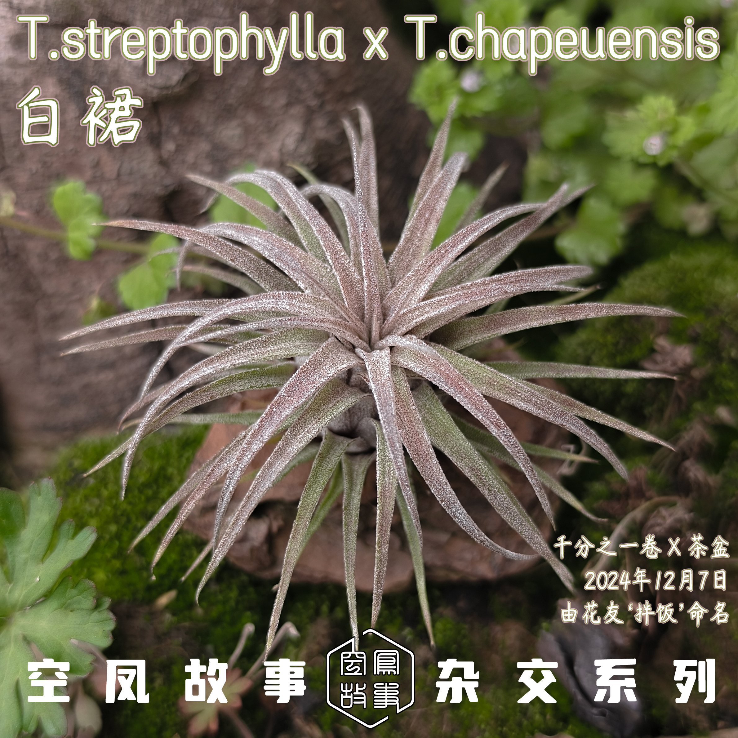 白裙|千分之一卷x茶盆