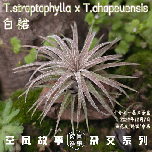 白裙｜千分之一卷x茶盆