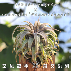 空气凤梨 雷神｜电卷×热带手雷精灵 空凤故事自育实生杂交