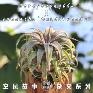 雷神｜电卷×热带手雷精灵 空凤故事自育实生杂交空气凤梨