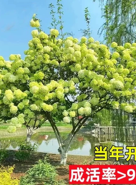 木本绣球树苗木绣球苗琼花树苗琼花绣球树苗八仙绣球花苗绣球树苗