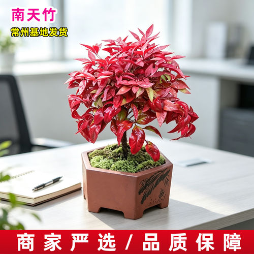 南天竹盆栽红叶南天竹盆景冬季耐寒红叶植物室内外阳台庭院南天竹