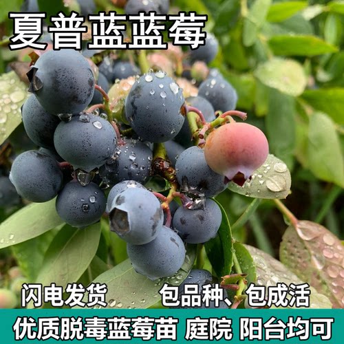 夏普蓝矮丛蓝莓果树苗庭院地栽阳台盆栽南北方种植苗带土当年结果