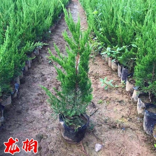 龙柏树苗塔柏苗龙柏球小苗四季常青绿化苗蜀块塔松树苗桧柏墓地松