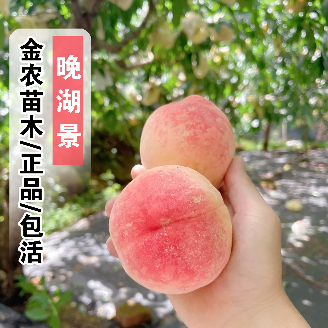 晚熟桃树果苗无锡阳山晚湖景水蜜桃树苗盆栽庭院特大甜中湖景桃苗
