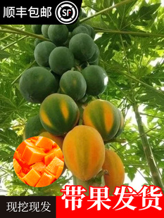 水果木瓜苗树矮化红心香甜四季南方北方种植盆栽阳台当年结果带土