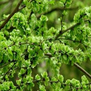 庭院树苗榆钱树苗榆树苗可以吃的榆钱树风景树盆景素材地栽榆钱树