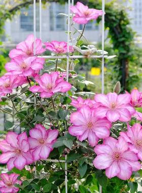 铁线莲爬藤植物庭院耐寒热绿植花卉盆栽苗乌托邦银币阳台四季开花