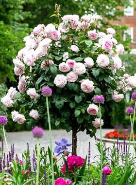 树桩月季嫁接庭院花卉阳台盆栽树形树桩嫁接玫瑰花苗大花浓香四季