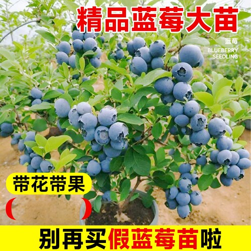 特大果蓝莓树苗南北方四季盆栽