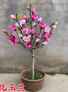矮化玉兰花树苗嫁接盆地栽当年开花浓香南北方庭院种耐寒花卉植物