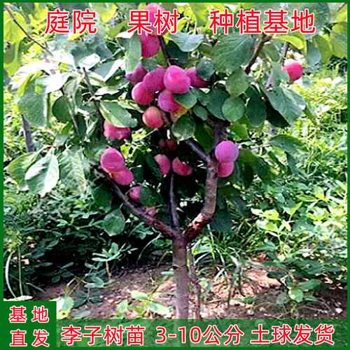 李子树苗嫁接特大蜂糖青脆李西梅地栽果树南北方庭院种植当年结果