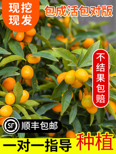 大果脆皮桔滑皮带果发金桔苗嫁接苗金钱桔苗金桔橘子树苗当年结果