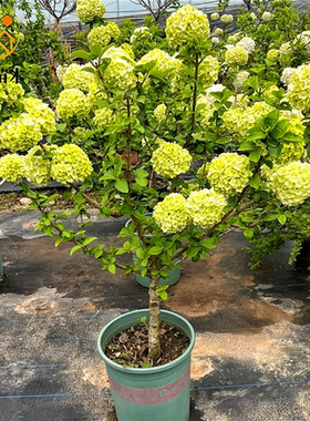 中华木绣球树苗大花斗球别墅庭院盆栽风景树耐寒大型丛生木本绣球