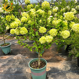 中华木绣球树苗大花斗球别墅庭院盆栽风景树耐寒大型丛生木本绣球