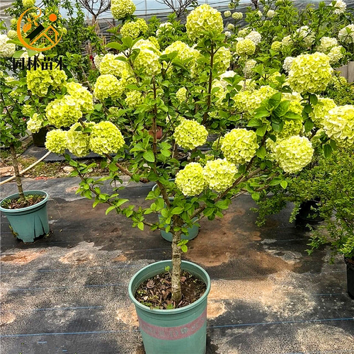 中华木绣球树苗大花斗球别墅庭院盆栽风景树耐寒大型丛生木本绣球