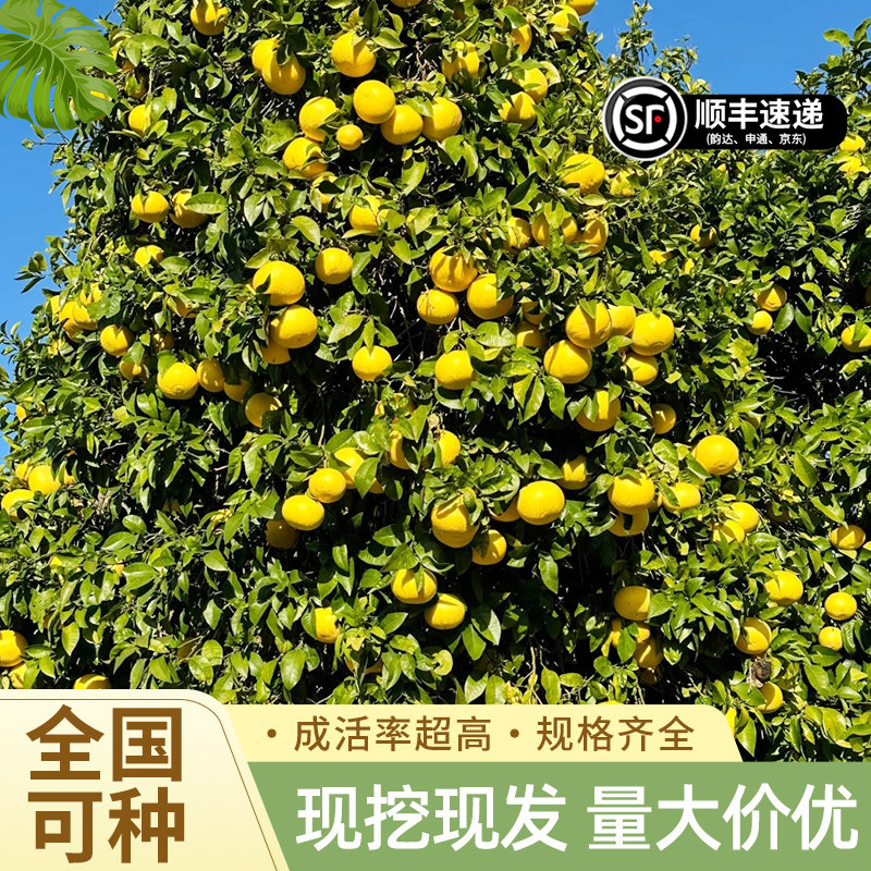 柚子树苗果树果苗红心蜜柚广西大沙田柚庭院南方种植水果耐寒树苗图片