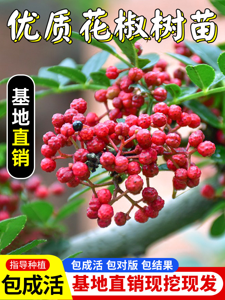 大红袍花椒苗树小苗大苗盆栽地栽当年结果食用果树非无刺韩城四川