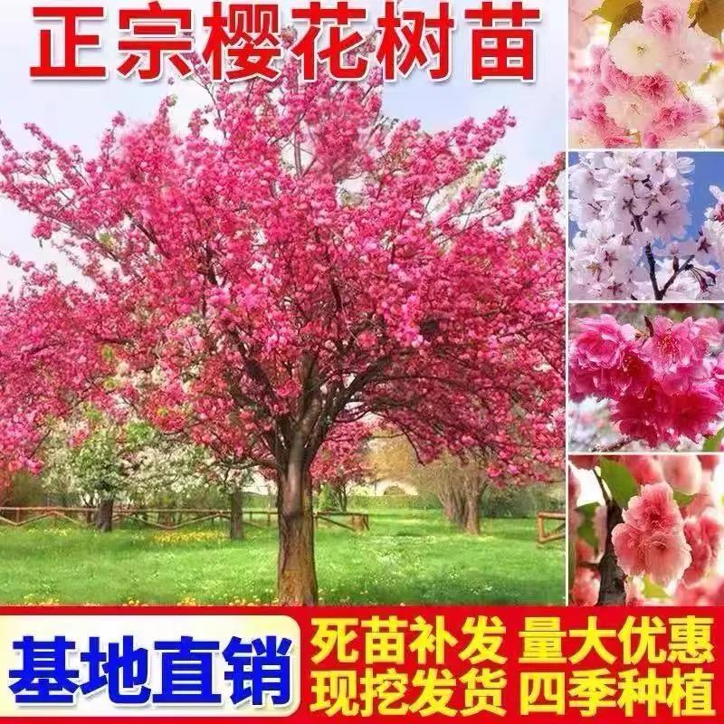 正宗日本樱花树苗小苗南北方庭院地栽盆栽花树园林植物风景树