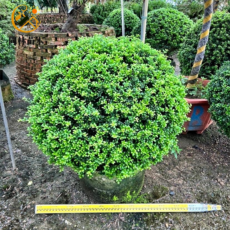 龟甲冬青球树苗别墅庭院耐寒四季常青篱笆绿化风景树球型花镜植物