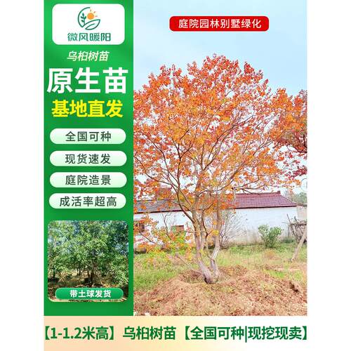 红叶乌桕树苗丛生彩叶苗木大型庭院别墅耐寒盆栽风景绿化菩提树苗