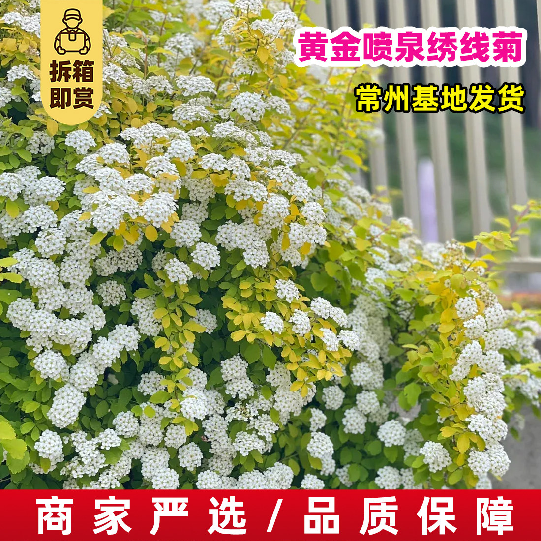 黄金喷泉绣线菊盆栽花境庭院阳台花园花卉多年生黄金喷泉绣线菊图片