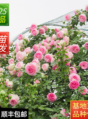 爬藤四季蔷薇花苗藤本玫瑰月季花苗特大花苗庭院植物花卉盆栽植物