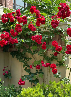 红色龙沙宝石藤本月季花大苗特大花浓香四季庭院蔷薇爬藤植物红龙