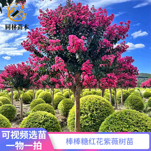 紫薇花树苗红花紫薇树苗红火箭别墅庭院耐寒大型风景树天鹅绒紫薇