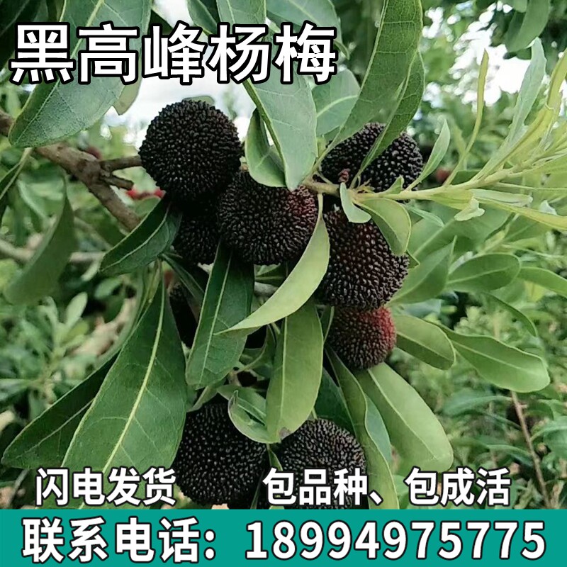 台湾黑高峰杨梅苗树地栽南北方盆栽种植苗嫁接特大果树苗当年结果