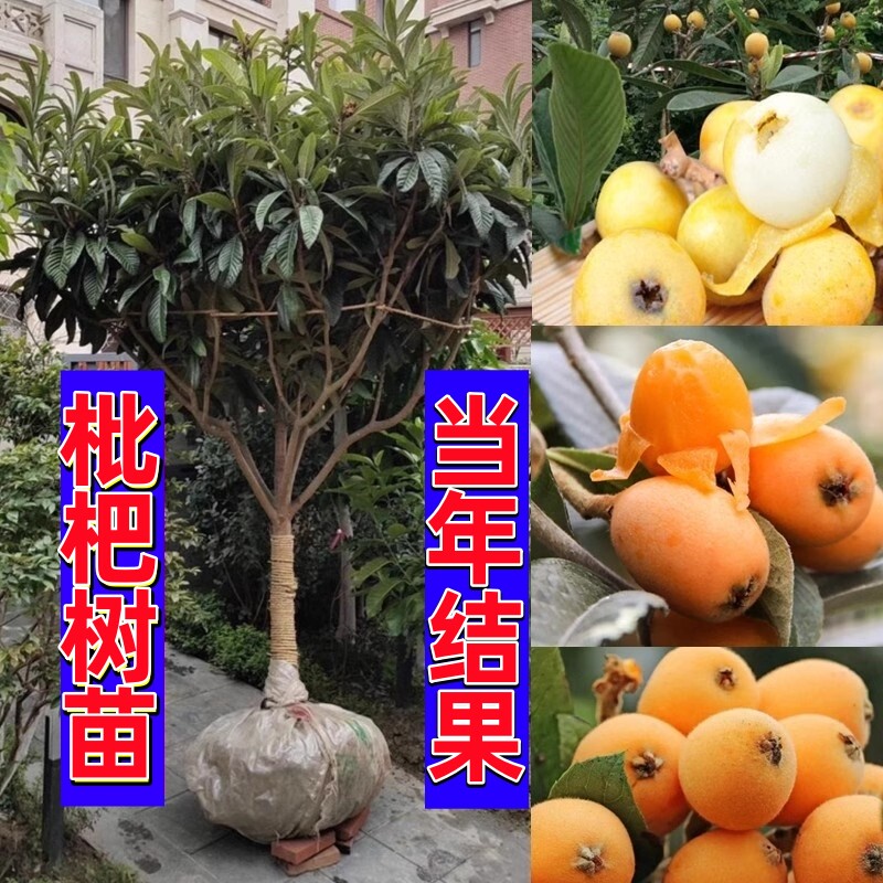 枇杷树果苗嫁接特大无核砂糖大五星白玉南北方庭院耐寒四季水果图片