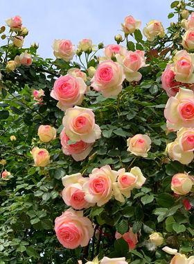 粉色龙沙宝石月季花苗藤本月季爬藤蔷薇花苗庭院爬藤植物四季开花