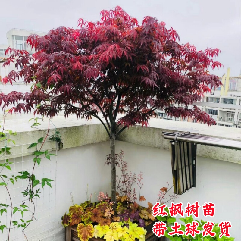 日本红枫树苗盆栽红舞姬小苗庭院大型彩叶耐寒风景树中国三季红枫图片