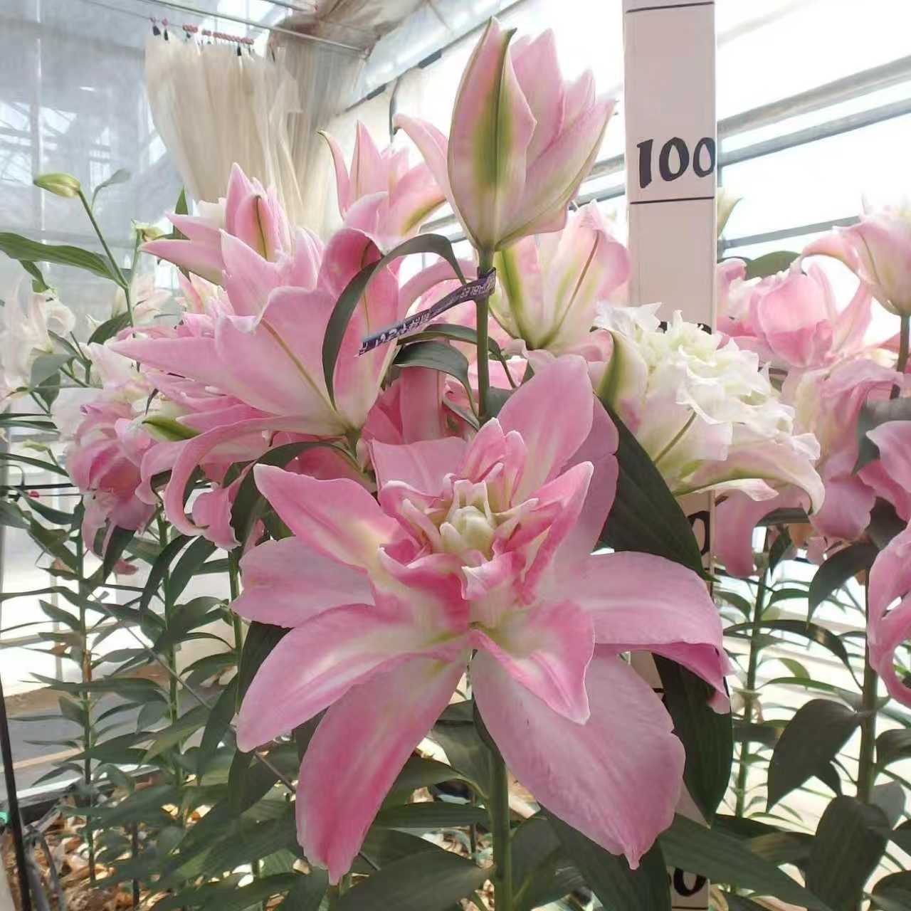 香水百合花种球带芽重瓣浓香型四季种植盆栽秋庭院植物花卉好养植