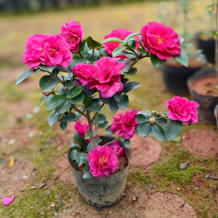 财神茶梅原生苗 带香味 盆栽苗 重瓣花卉 庭院绿植 当年开花