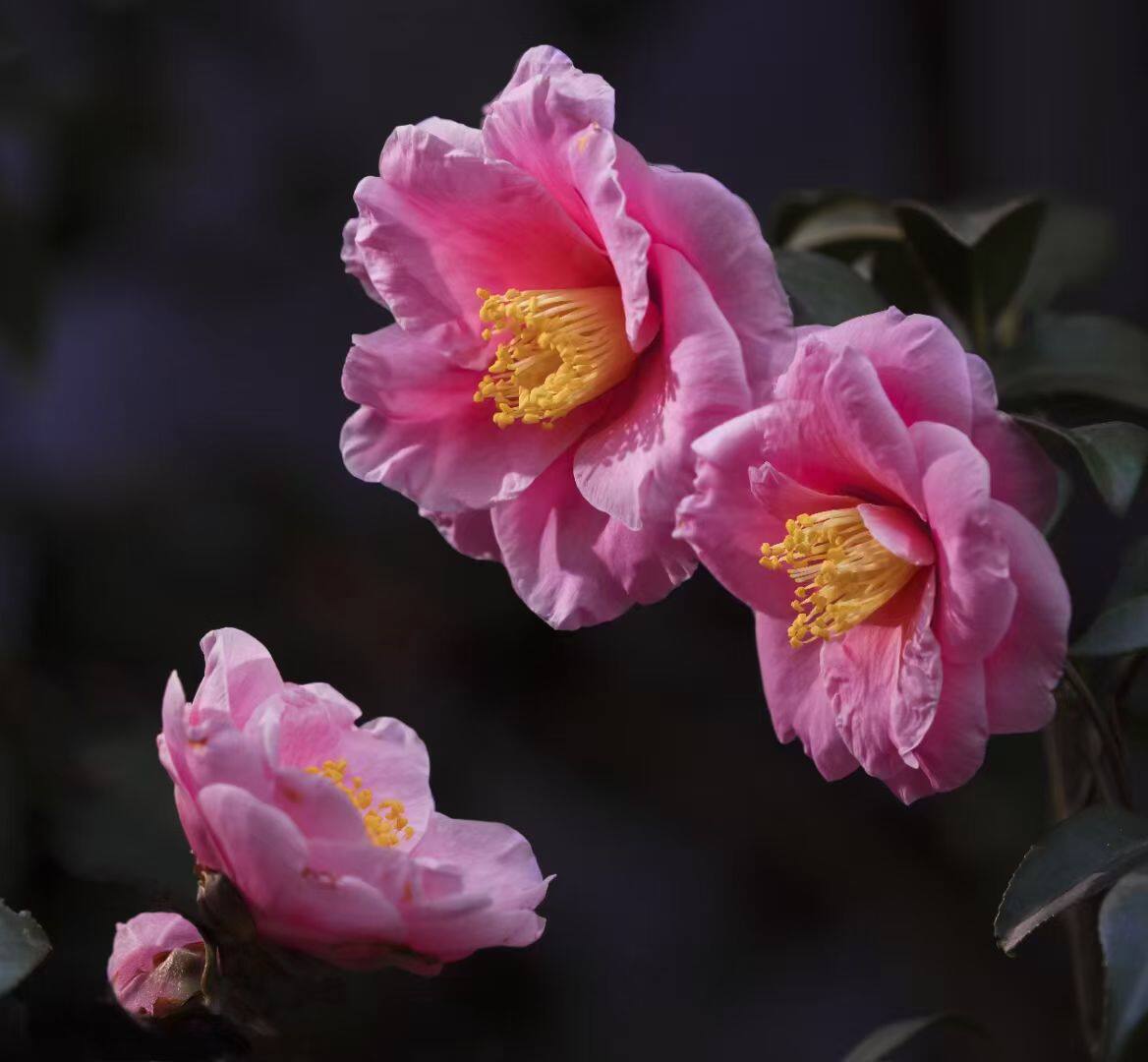 笑颜茶梅 原生大苗 带香味 带花苞 盆栽苗 花卉绿植 四季常绿茶花