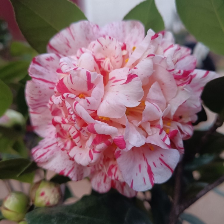 狂想曲茶花 美国进口品种 巨型花 盆栽苗 嫁接苗 名贵山茶花