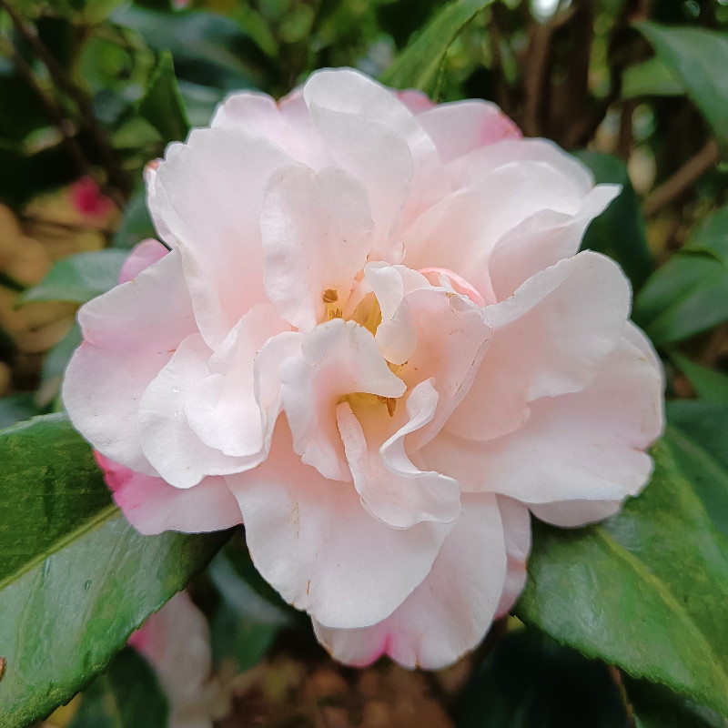 宝冢 粉白色茶梅 原生苗 大花型 带香味 盆栽苗 茶花 庭院种植